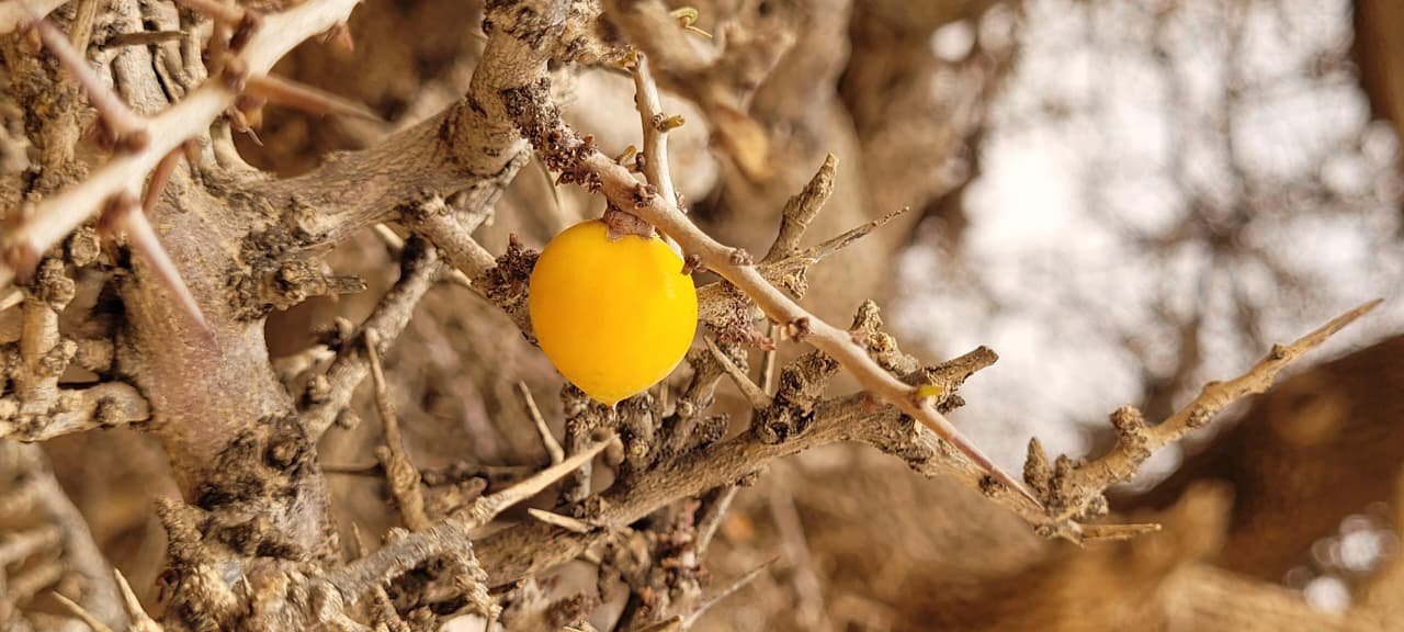 ARGAN TREE: FROM ANCIENT ORIGINS TO PROFOUND HISTORICAL & CULTURAL MEMORY